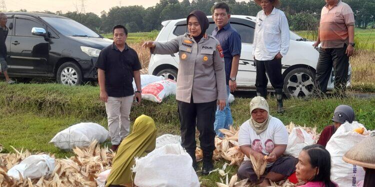 Komoditas Jagung Miliki Peran Signifikan dalam Mewujudkan Ketahanan Pangan Indonesia