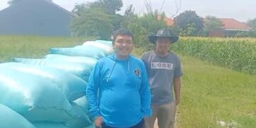 Kelompok Tani Syech Qomarudin Tegalgubug Lor Hasilkan Panen Padi 9 ton Per Hektar