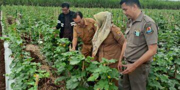 Desa Ciawijapura Targetkan 30 Ton Melon Sekali Panen
