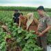 Desa Ciawijapura Targetkan 30 Ton Melon Sekali Panen