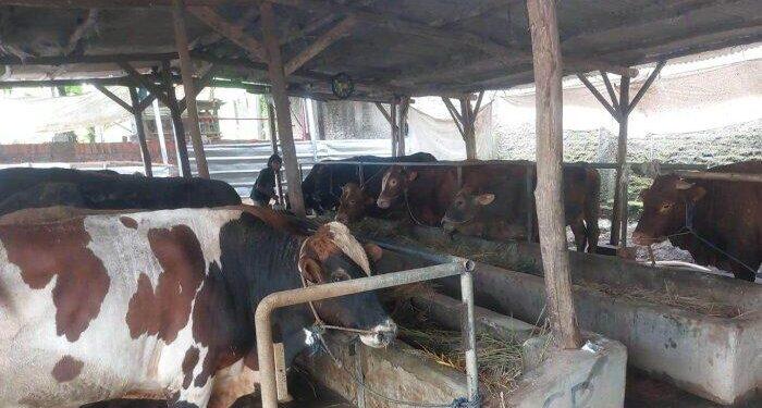 DKP3 Majalengka Temukan 327 Hewan Kurban Tak Layak Disembelih