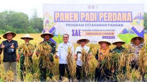 Lapas Cirebon Panen Perdana Padi Warga Binaan