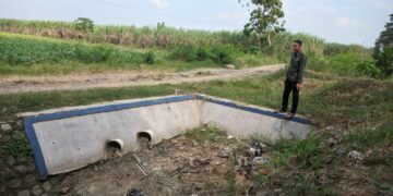 Rusaknya Irigasi, Petani Beringin Terancam Gagal Panen