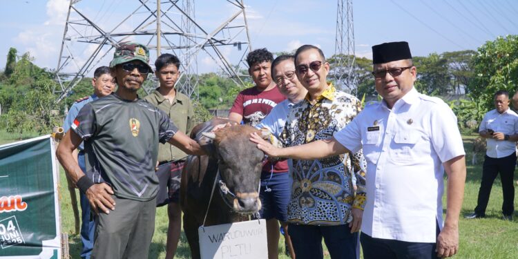 Berbagi Kebaikan, Cirebon Power Salurkan 56 Hewan Kurban