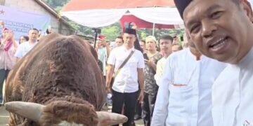 Warga Desa Bobos Terima Bantuan Sapi Kurban dari Presiden, Diserahkan Langsung oleh KDM