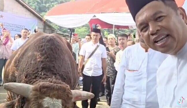 Warga Desa Bobos Terima Bantuan Sapi Kurban dari Presiden, Diserahkan Langsung oleh KDM