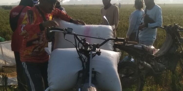 Biaya Produksi Tinggi dan Faktor Cuaca Jadi Penyebab Kenaikan Harga Beras di Pasar