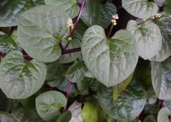 Beragam Manfaat Daun Binahong untuk Kesehatan Tubuh
