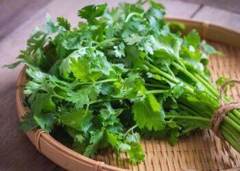 Daun Seledri Obat Herbal untuk Penyakit Gagal Ginjal