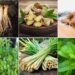 7 Tanaman Herbal Dipercaya Mampu Menyembuhkan Radang Tenggorokan