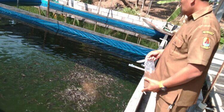 BUMDes Gentra Macinas Desa Cipanas Kembangkan Program Ketahanan Pangan Sektor Perikanan dan Pertanian