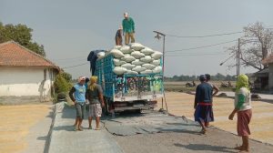 Bahan Baku Gabah Langka, Pabrik Penggilingan Beras di Gegesik Tutup Produksi
