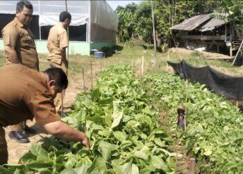 Lewat Dukungan Anggaran DBHCHT, Dinas Pertanian Bangkitkan Minat Petani untuk Tanam Tembakau