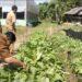 Lewat Dukungan Anggaran DBHCHT, Dinas Pertanian Bangkitkan Minat Petani untuk Tanam Tembakau