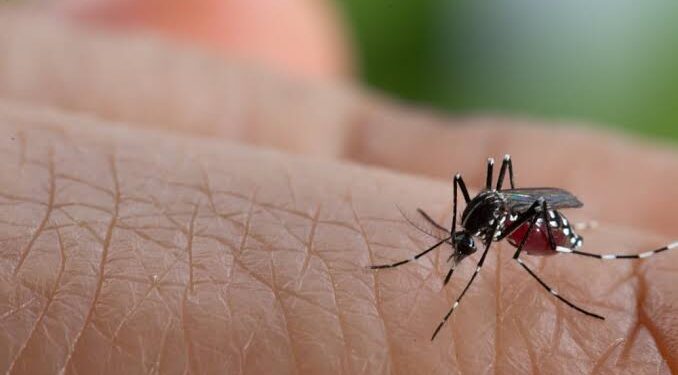 Hingga Juni, 21 Warga Desa Sarabau Terkena DBD