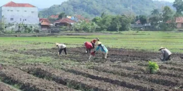 Kuningan Berhasil Tanam Jagung Hibrida di Lahan 509 Hektar