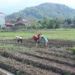Kuningan Berhasil Tanam Jagung Hibrida di Lahan 509 Hektar