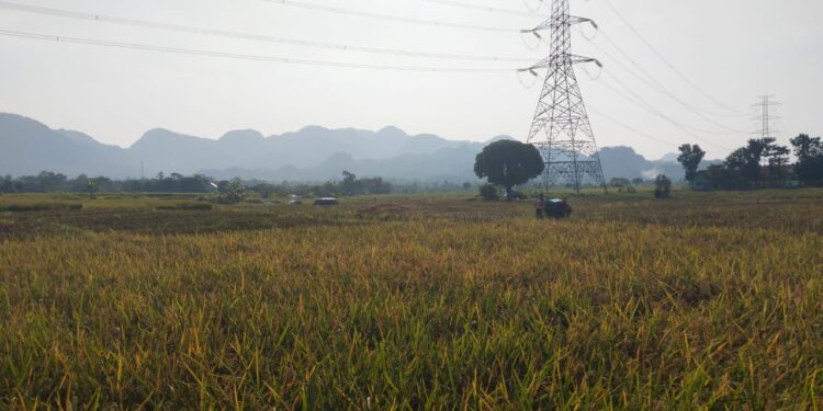 Tersebar di 13 Kecamatan, Dinas Pertanian Kabupaten Cirebon Kelola 370 Bidang Tanah