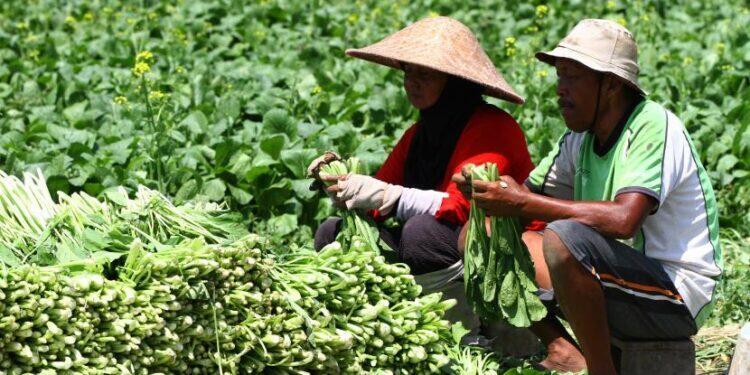 Ekspor Sayur Ke Malaysia dan Singapura Meningkat, Bupati Majalengka Dorong Petani Naik Kelas