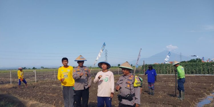 Polsek Gebang Tanam Jagung Pipil di Sawah Desa Kalipasung