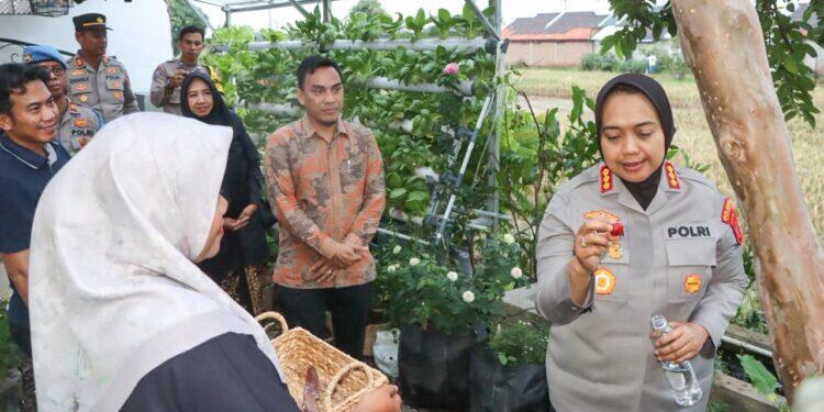 Kapolresta Cirebon Panen Langsung Sayuran di Kebun Bergizi Milik Warga Desa Karangwangi