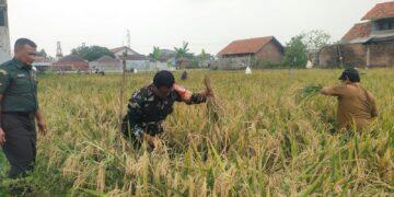 Babinsa Bersama Dinas Pertanian Dampingi Poktan Jayamulya Panen Padi di Kelurahan Karyamulya