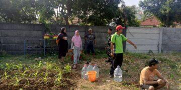 Babinsa Kesambi Dampingi KWT Kampung Melati Tanam Buah Naga dan Jagung