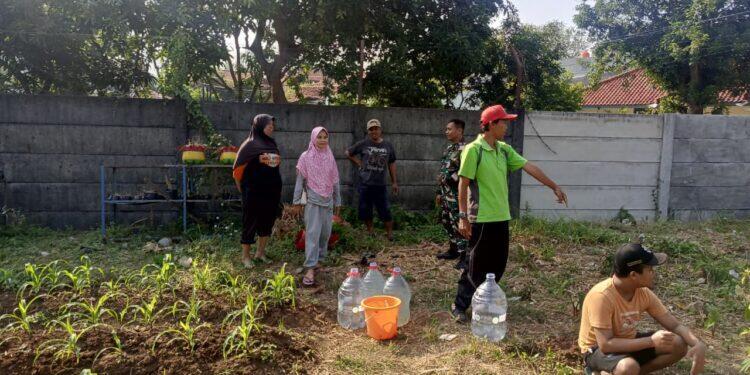 Babinsa Kesambi Dampingi KWT Kampung Melati Tanam Buah Naga dan Jagung