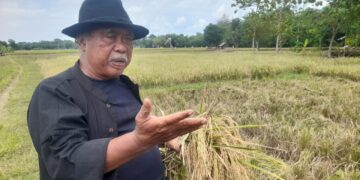 Petani