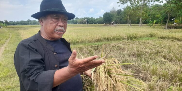 Petani
