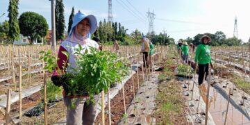 BUMDes Ciawijapura Kembangkan 2 Hektare Lahan Pertanian