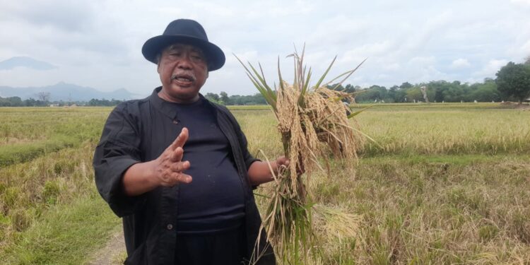 Gunakan Bibit Padi Secara Acak Pupuk Ciptaan Usman Effendi Mampu Ciptakan Hasil Panen Melimpah
