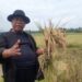 Gunakan Bibit Padi Secara Acak Pupuk Ciptaan Usman Effendi Mampu Ciptakan Hasil Panen Melimpah