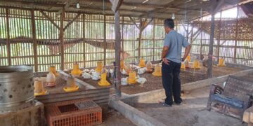 Harga Daging Ayam di Majalengka Meroket, Pedagang dan Pembeli Mengeluh