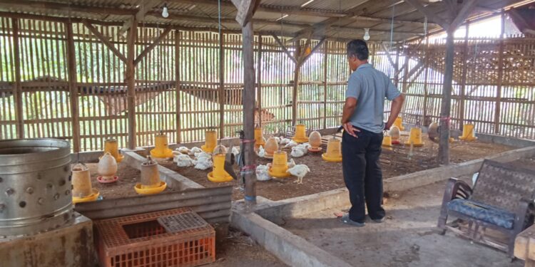Harga Daging Ayam di Majalengka Meroket, Pedagang dan Pembeli Mengeluh