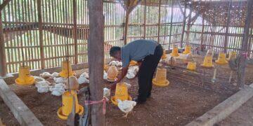 Harga Daging Ayam