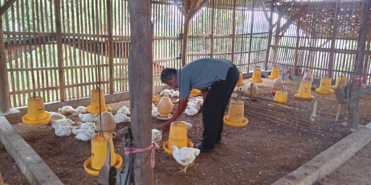 Harga Daging Ayam