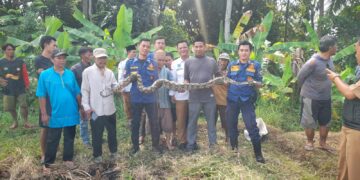 Ular Sanca 3 Meter Gegerkan Warga Babakanreuma, Damkar Kuningan Bertindak Cepat