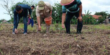 Pemdes Weru Lor Bentuk Lahan Pertanian Terkoneksi dengan Peternakan 