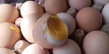 Telur Busuk dan Berlendir