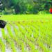 Petani Desa Sende