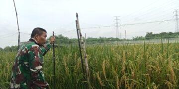 Babinsa Kelurahan Pulasaren Dampingi Petani Lakukan Pemeliharaan Tanaman Padi Varietas Mapan