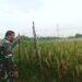 Babinsa Kelurahan Pulasaren Dampingi Petani Lakukan Pemeliharaan Tanaman Padi Varietas Mapan