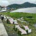 Warga Jagara Turun Tangan Bersihkan Eceng Gondok di Waduk Darma, Angkut Hingga Delapan Ton