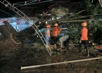 Polsek Kapetakan, BPBD dan PLN Bersama Warga Tangani Pohon Tumbang yang Timpa Kabel Listrik 