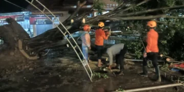 Polsek Kapetakan, BPBD dan PLN Bersama Warga Tangani Pohon Tumbang yang Timpa Kabel Listrik