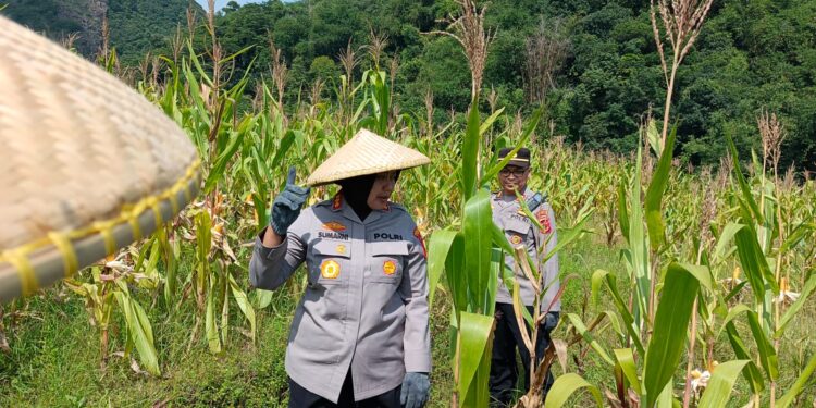 Polresta Cirebon Panen Jagung di Desa Bobos