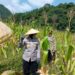 Polresta Cirebon Panen Jagung di Desa Bobos
