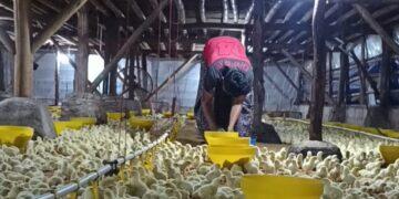 Usaha Ternak Ayam jadi Inspirasi Bagi Para Purna PMI 