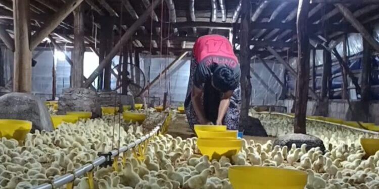 Usaha Ternak Ayam jadi Inspirasi Bagi Para Purna PMI 